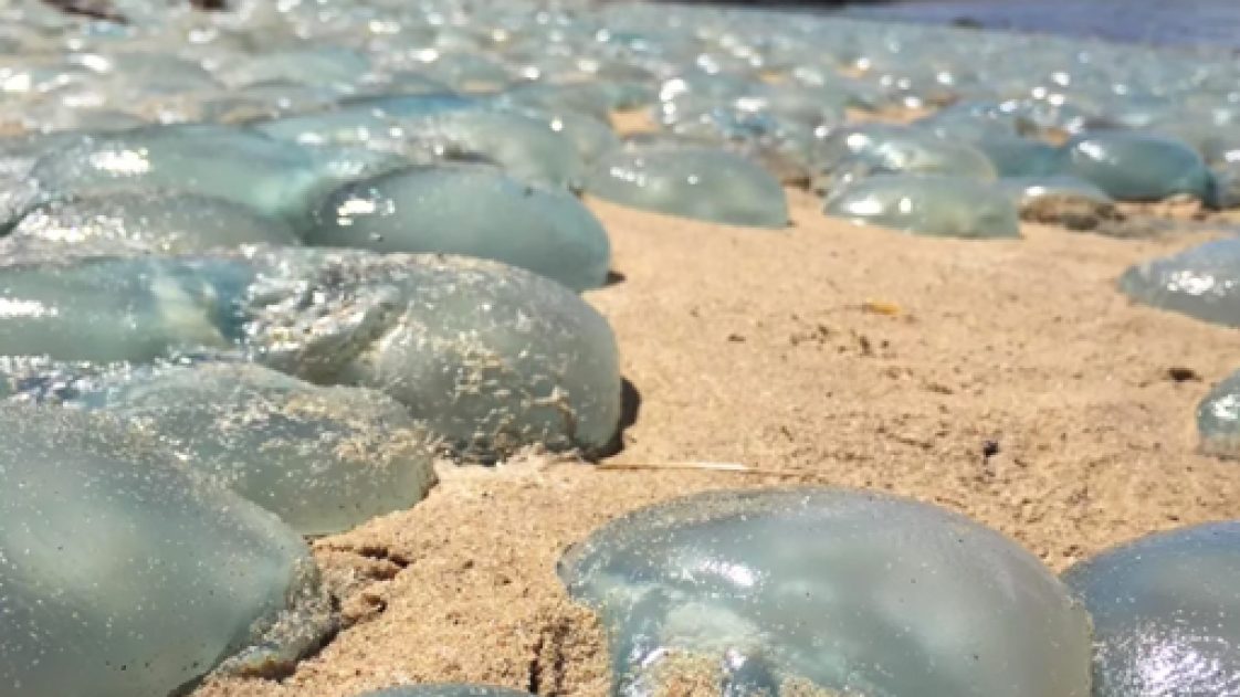 Hordes of Jellyfish Take Over Australian Beach