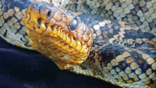 World's Rarest Boa Spotted in Brazil