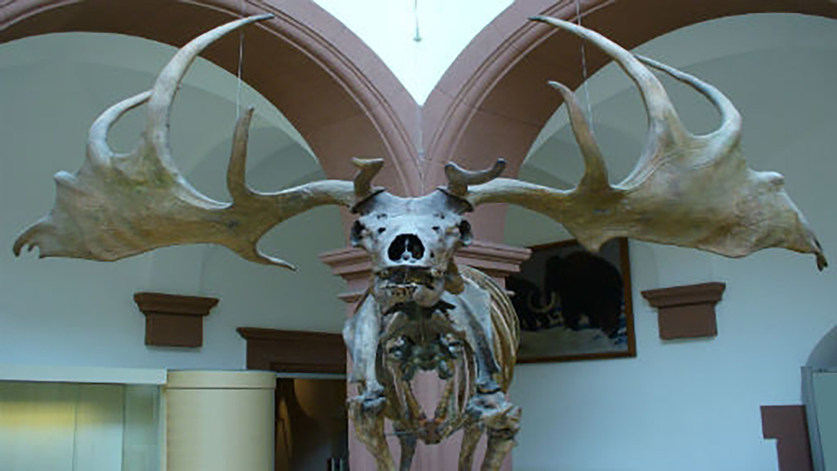 this-giant-deer-species-went-extinct-wielding-12-ft-antlers