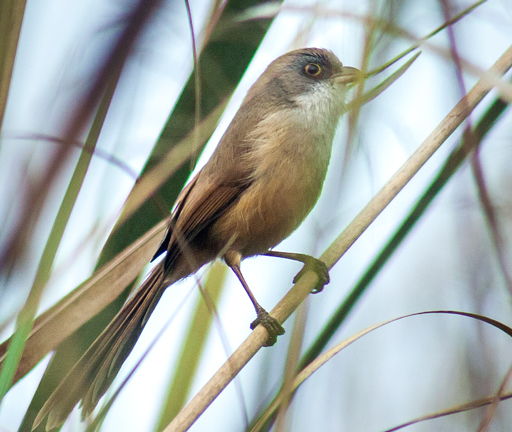 Animals Thought Extinct But Found Alive - Featured Image