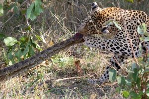 Python vs. Leopards