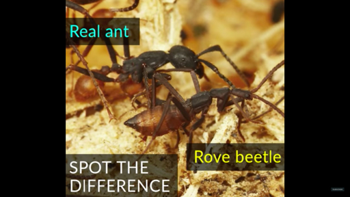 These Beetles Disguise Themselves as Ants, Infiltrate Ant Colonies and ...