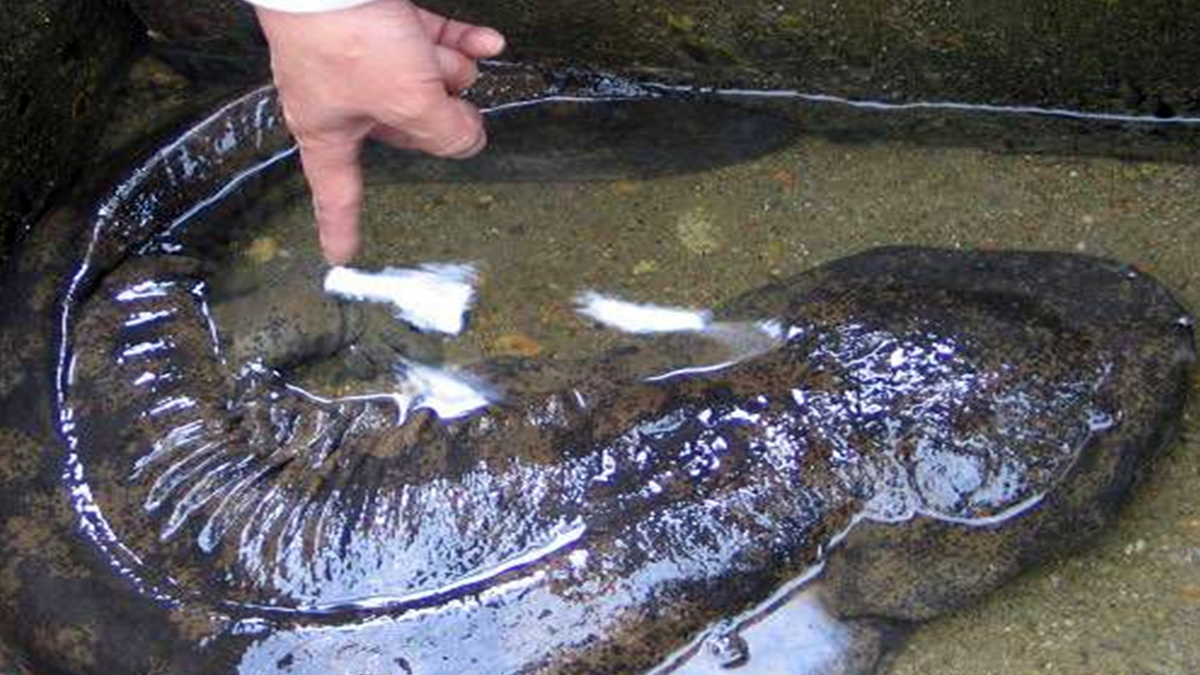 Rare Largest Amphibian in the World Outgrows the Average Human