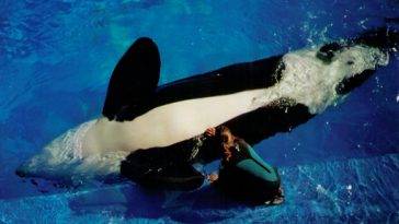 Chinese Park Launches Controversial Breeding Program