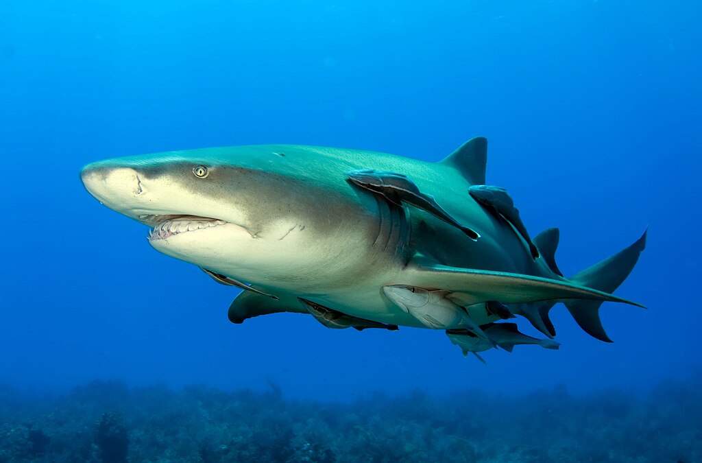 Can you ID these shark species?