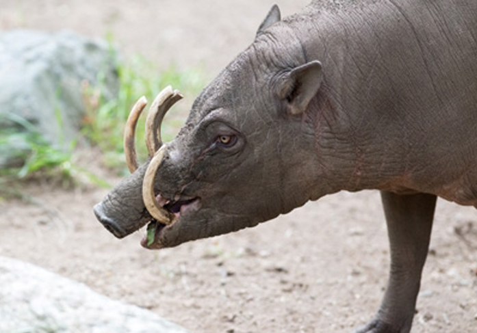 Can You Identify These Strange and Unusual Creatures?