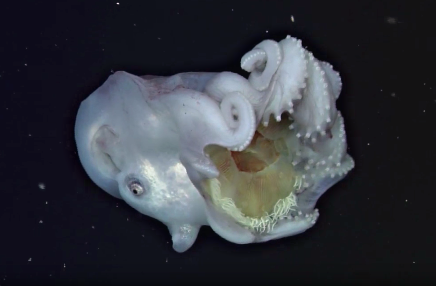 Giant Octopus Devours Jellyfish and Keeps the Tentacles