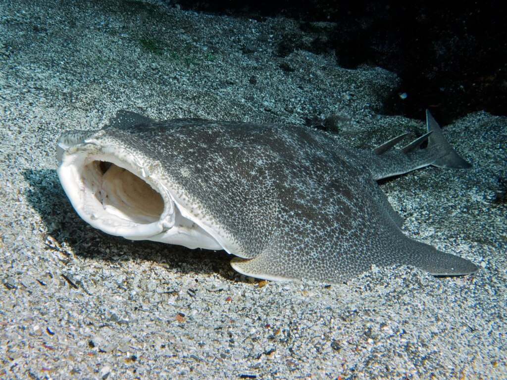 Can you identify this shark? 