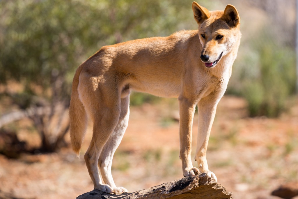 This Rare Wild Dog Is The American Dingo