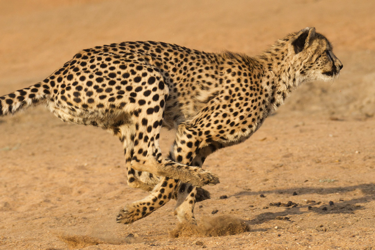 Cheetahs Once Roamed North America