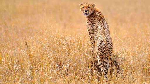 Cheetahs vs. African Wild Dogs