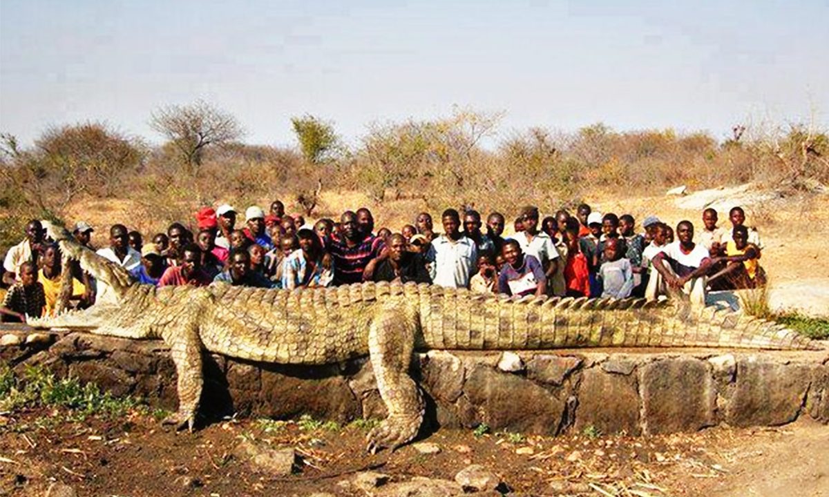 The Biggest Crocodile On Earth The Earth Images Revimage Org