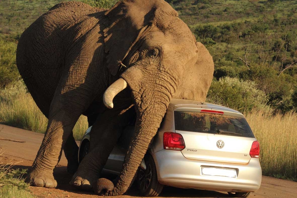 Elephant Crushes Car