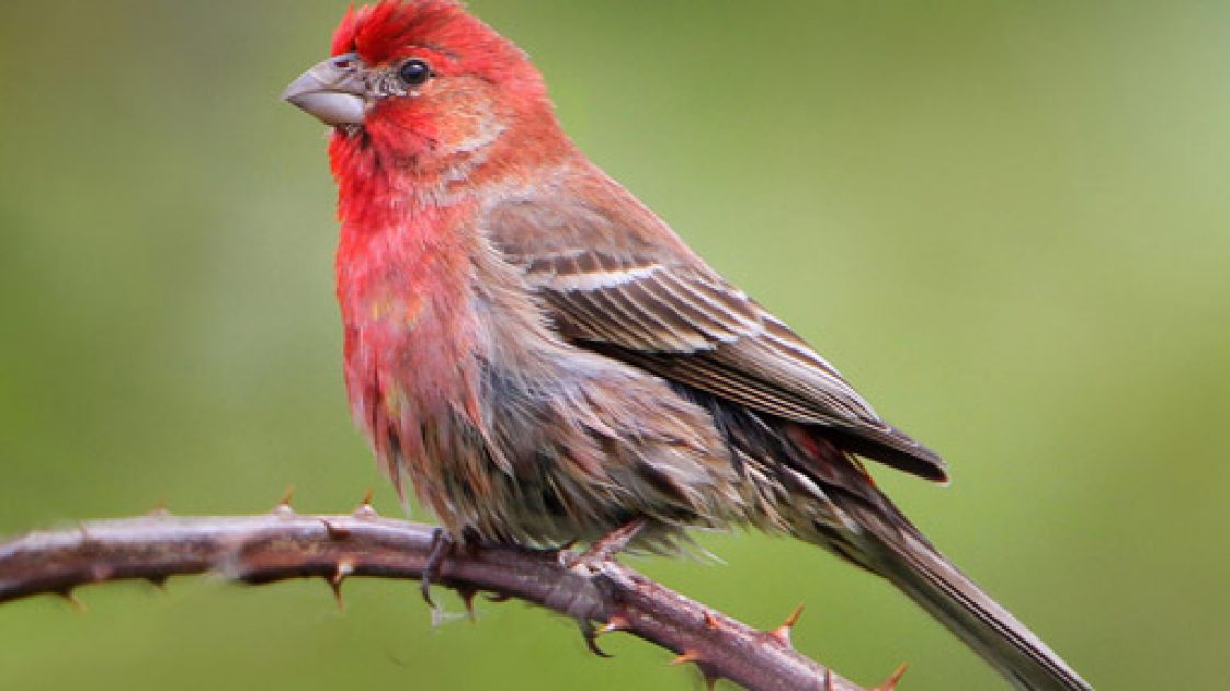 Clever Birds Build Their Nests With Cigarette Butts To Prevent Pests