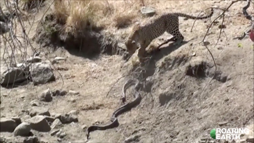 Leopard vs. Python
