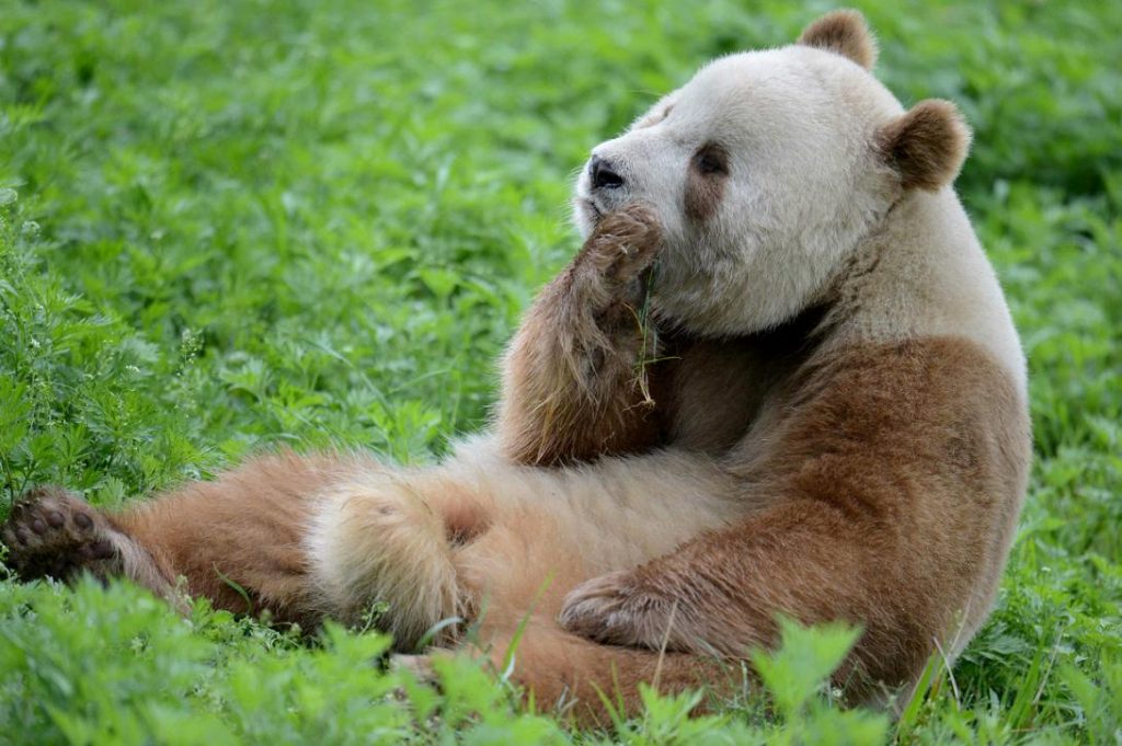 this-rare-panda-is-brown-instead-of-black