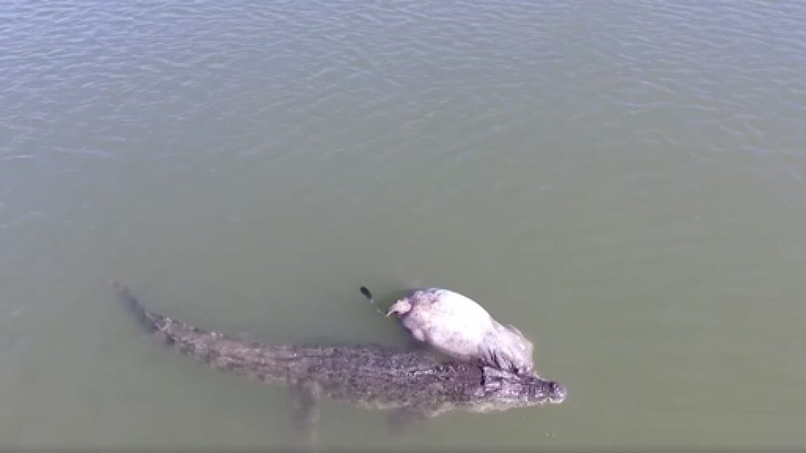 VIDEO: Massive Crocodile Drags Cow Down River