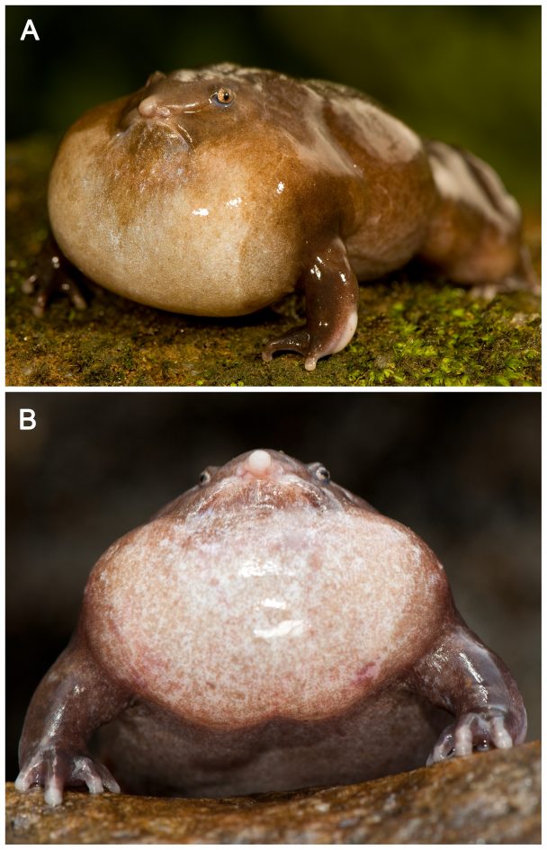 New "PigNosed" Frog Discovered in India