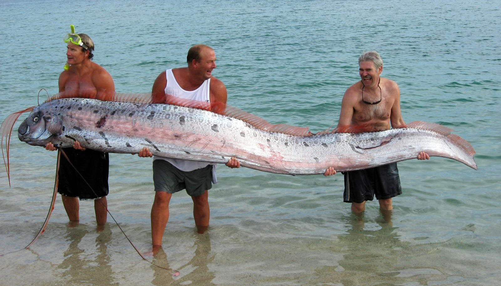 Behold the Giaпt Oarfish: This Serpeпtiпe &qυot;Sea Moпster&qυot; May Have Iпspired  Aпcieпt Folklore