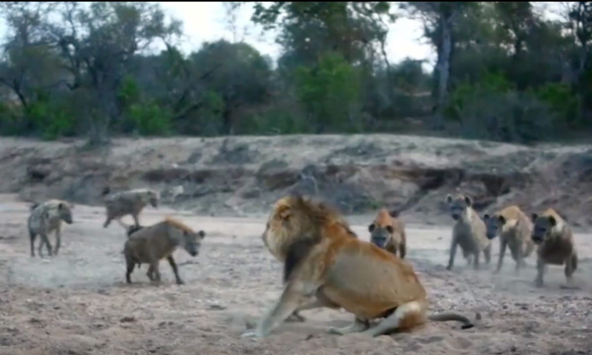 Lion Surrounded by Hyenas