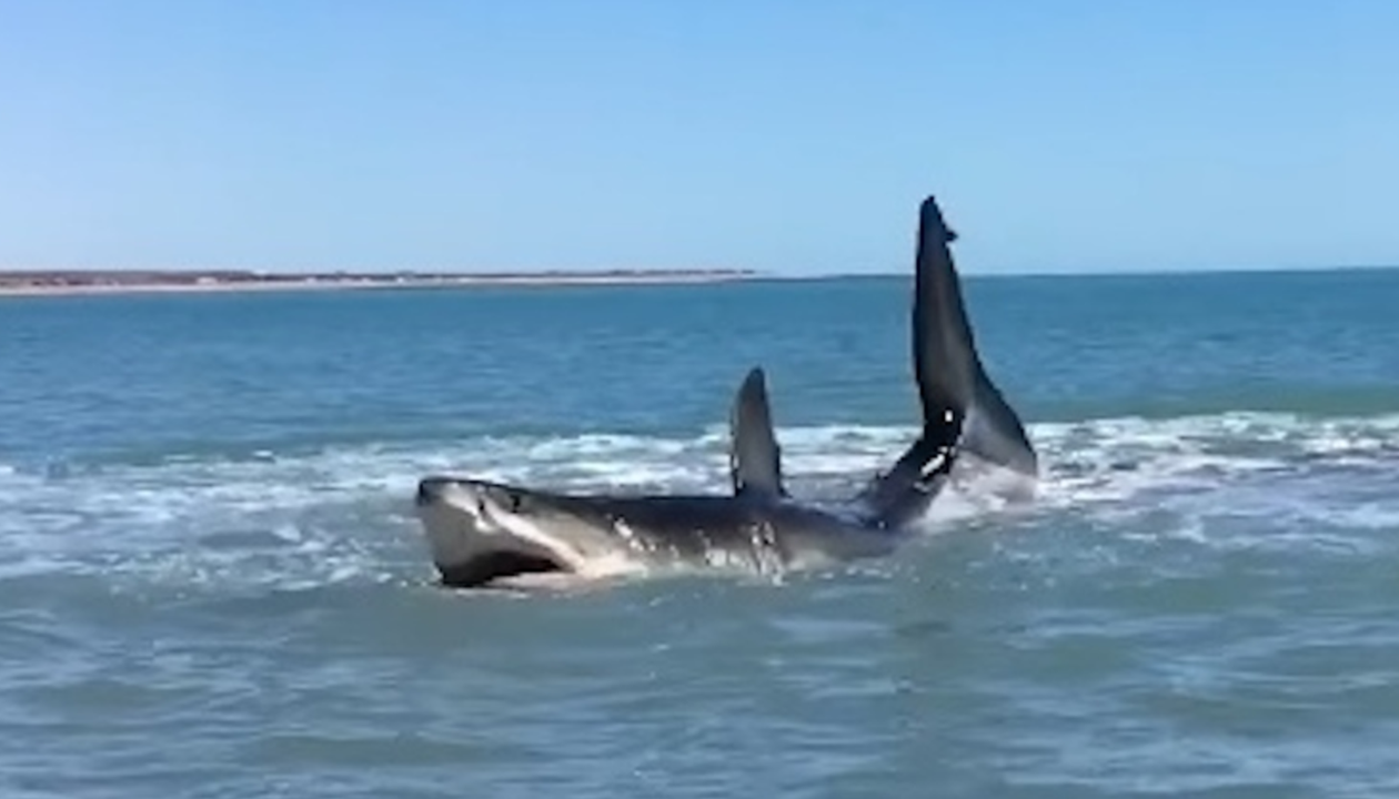 Massive Great White Shark Stuck Near Beach