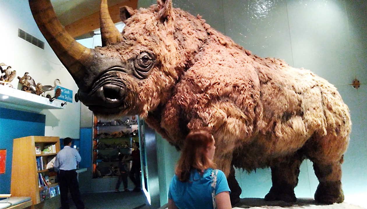 the-woolly-rhino-unbelievable-ice-age-creatures-that-were-larger-than-life