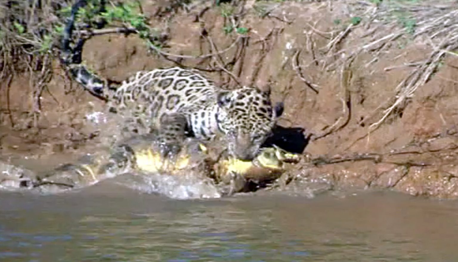 Jaguar Dives to Catch Caiman