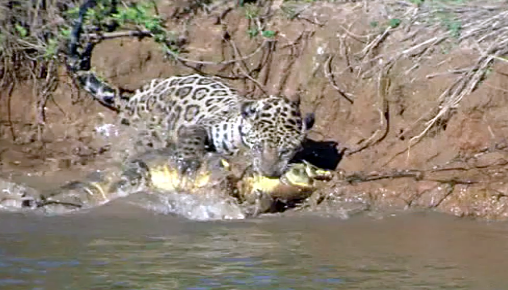 Jaguar Dives To Catch Caiman