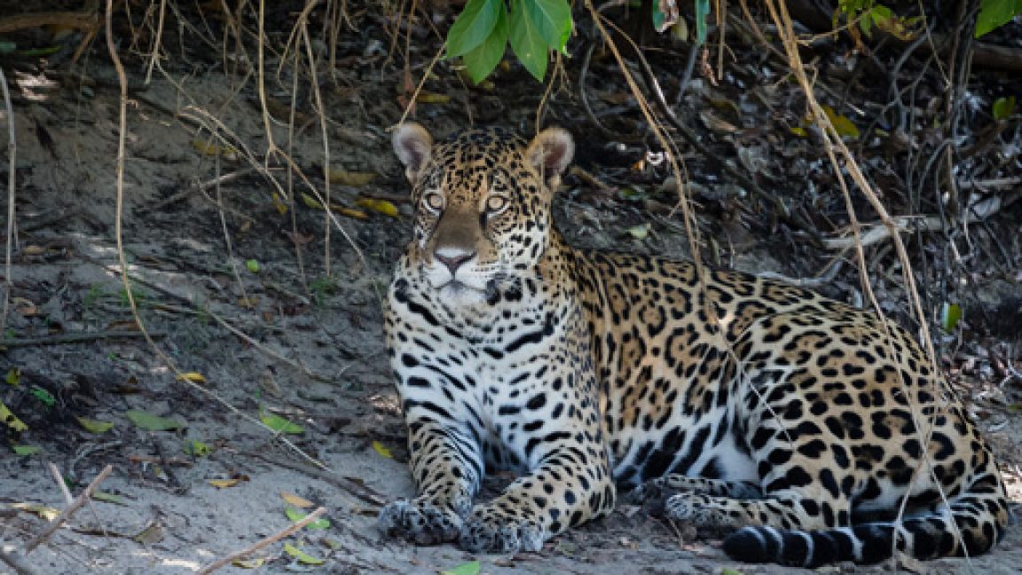 Largest Jaguars On Earth Thriving In This Tropical Wetland (Thanks, In ...