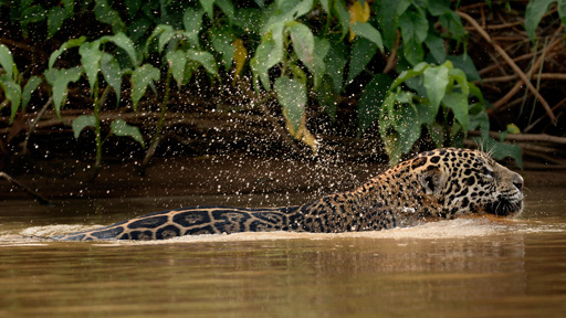 Jaguar: the 's amazing swimming cat