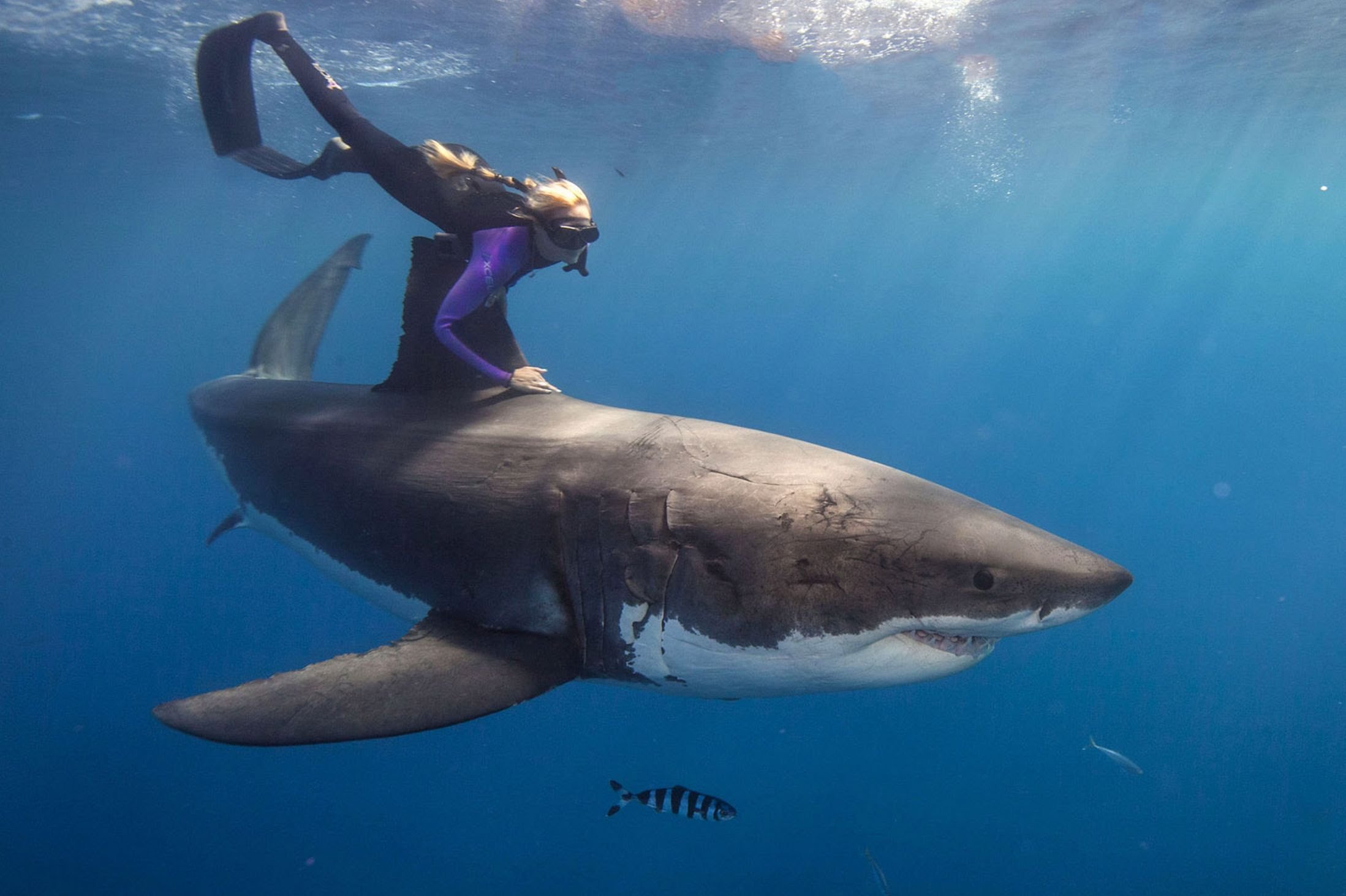 13-unbelievable-shark-human-encounters-caught-on-camera-page-2-of-3