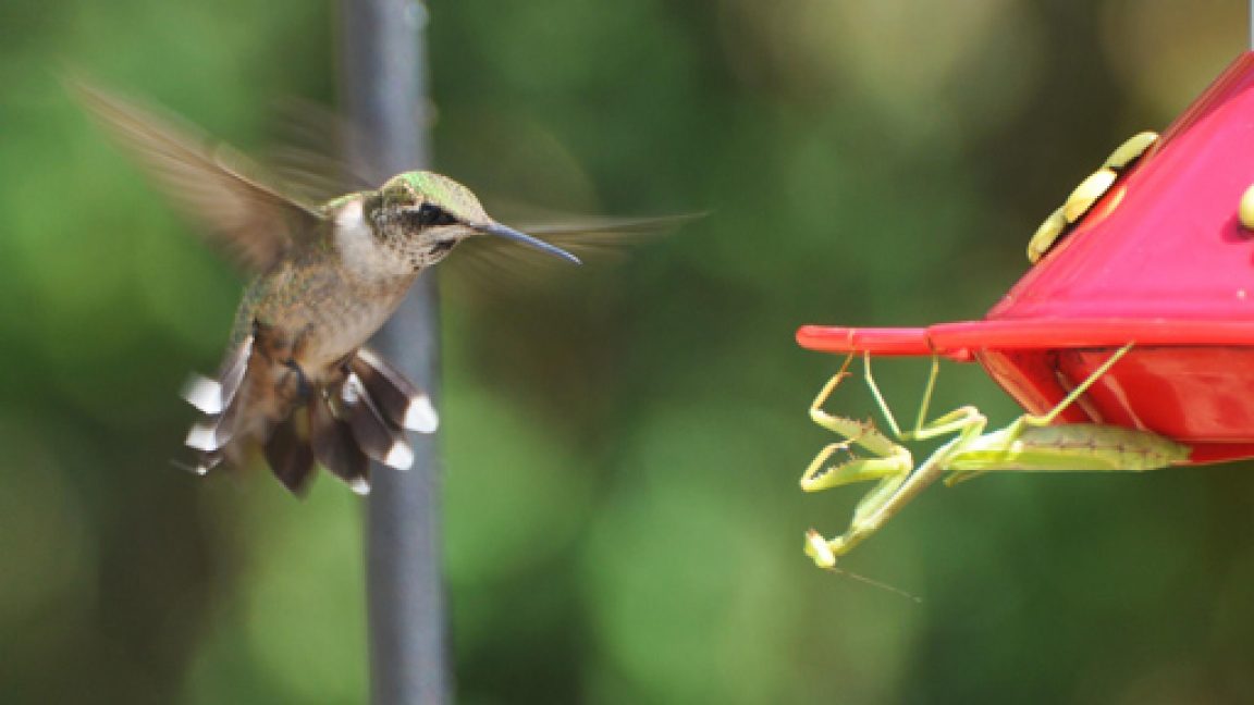 Praying Mantises Attack Birds