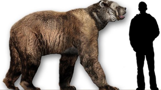 Short-Faced Bear Stood Up to 11 Feet Tall and Weighed 3,500 Pounds