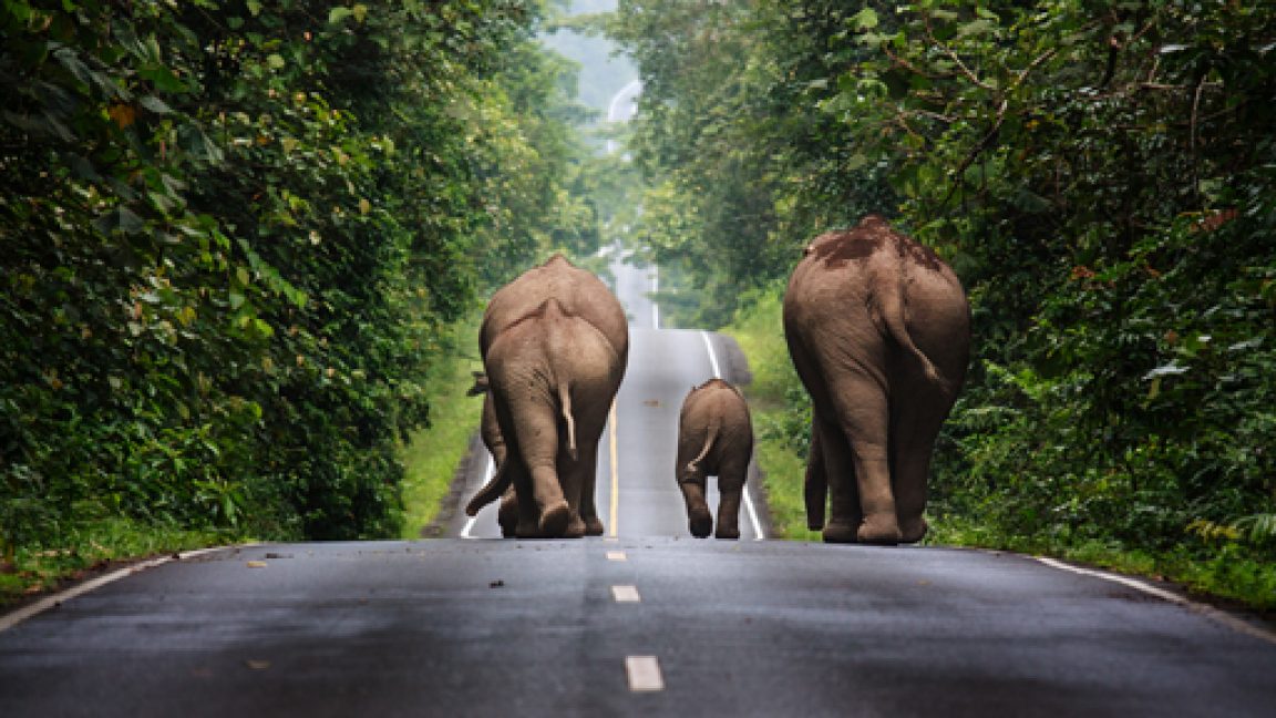 Disturbing Photo Shows Elephants Being Set on Fire By Mob in India