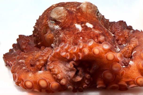 reversible octopus giant
