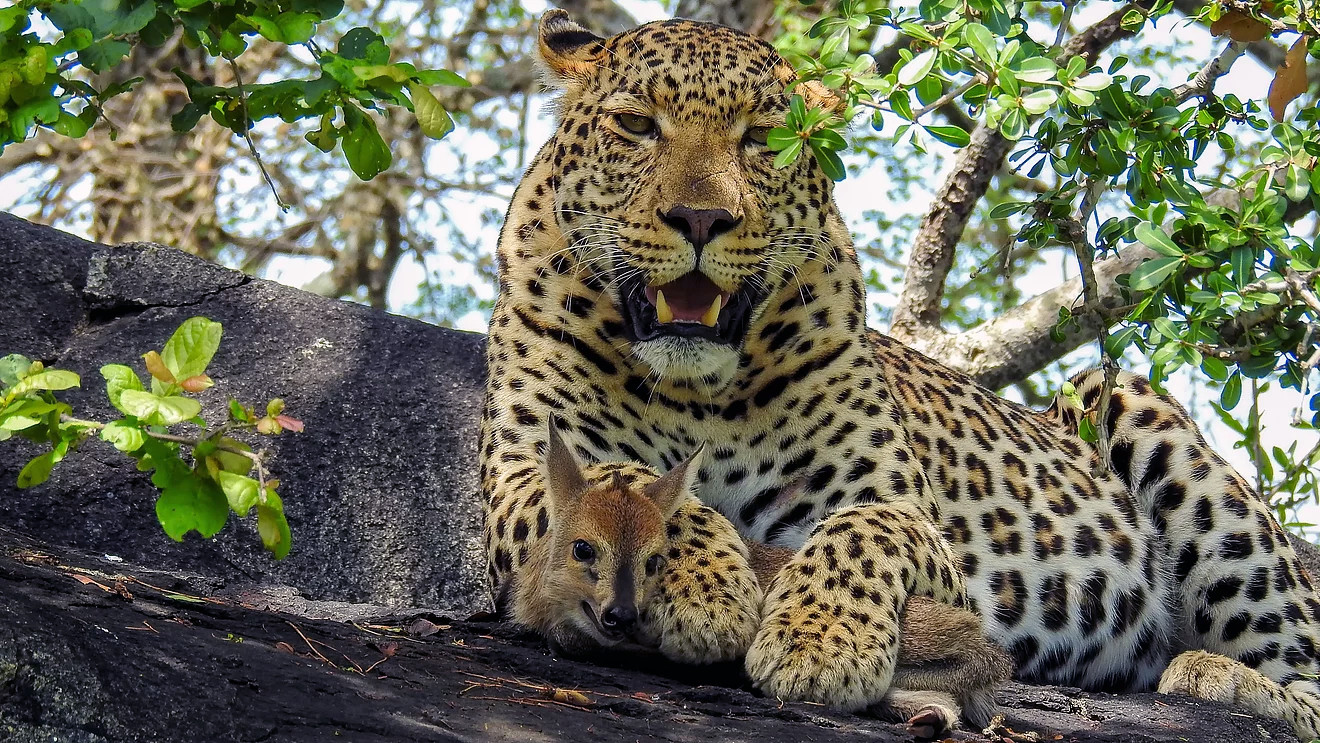 Leopard "Adopts" Baby Antelope