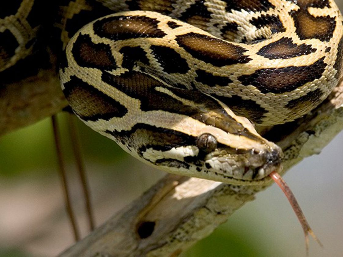 Lion Sneaks Up On Hippo, Regrets It Immediately