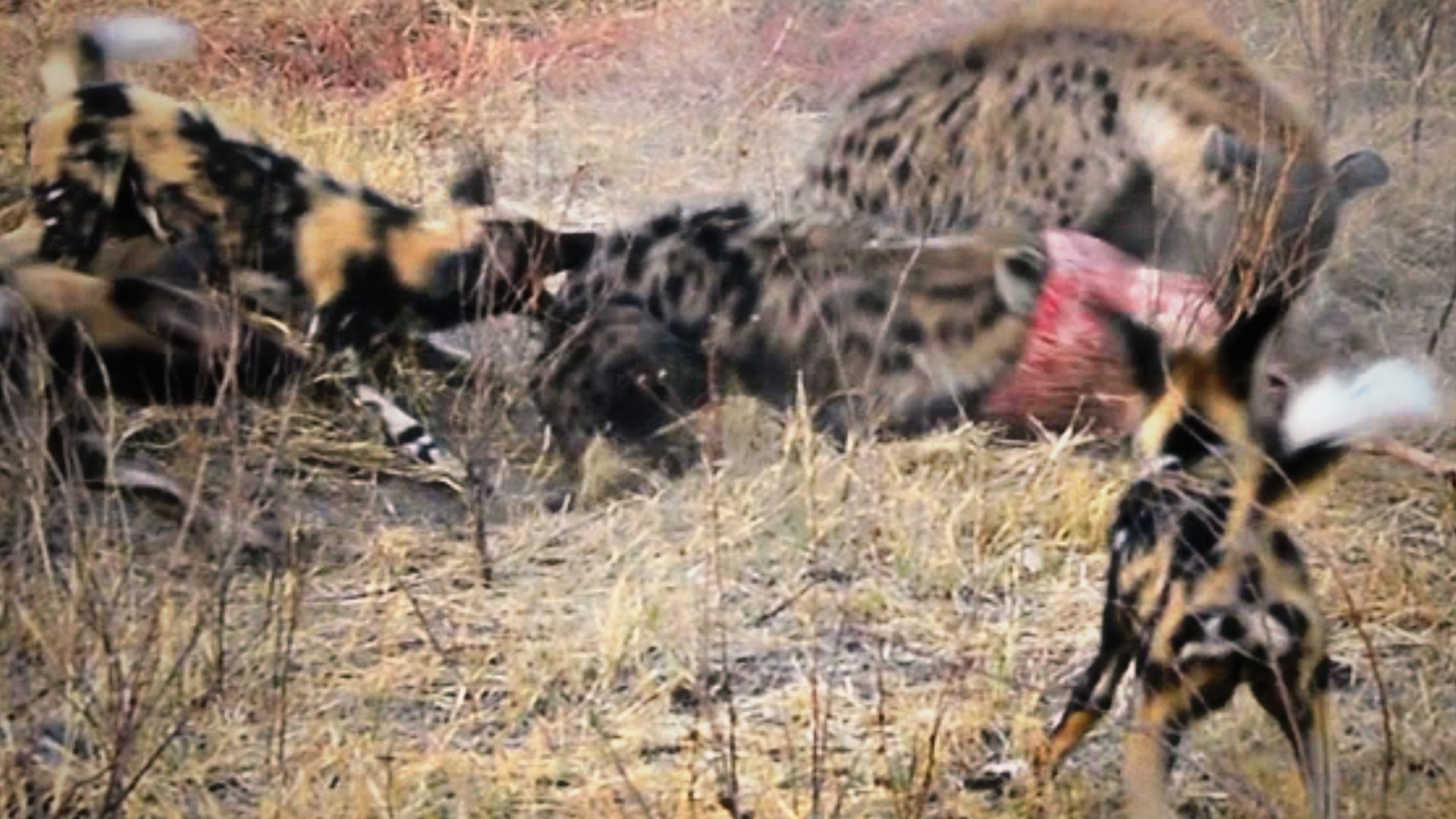can a hyena kill a dog