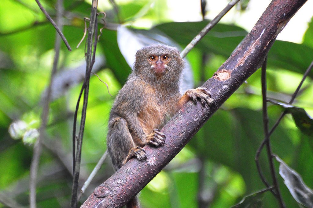 World's Tiniest Monkeys are the Size of a Large Tomato