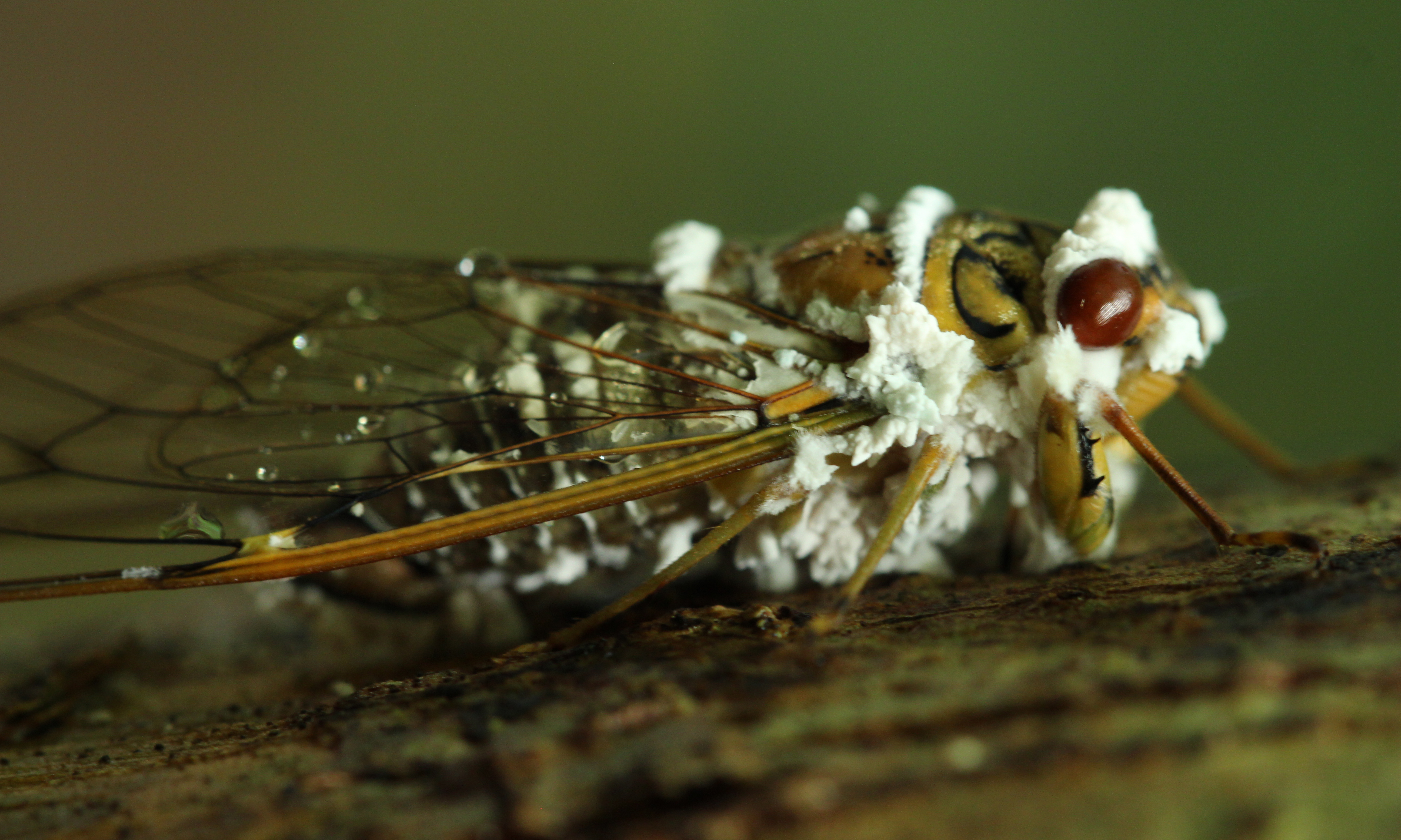 Зараженные цикады. Massospora Cicadina. Цикады зомби. Паразит цикад.