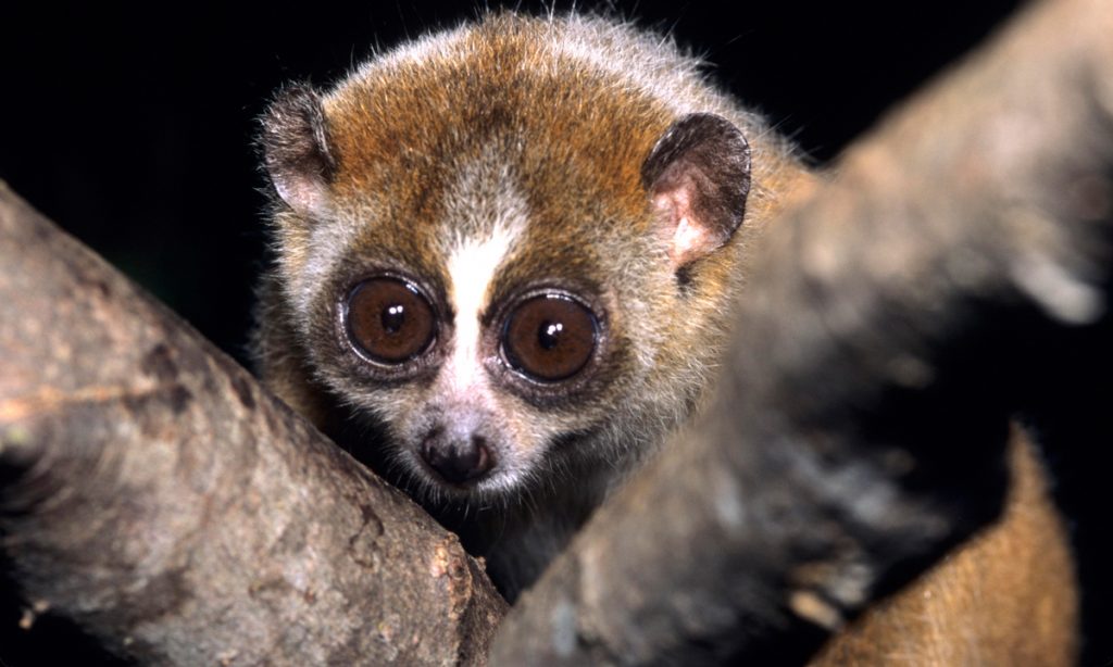 Cute But Deadly: These Surprisingly Venomous Mammals Could Kill You