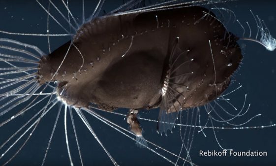 The Curious and Unusual Mating Habits of Anglerfish Captured on Film