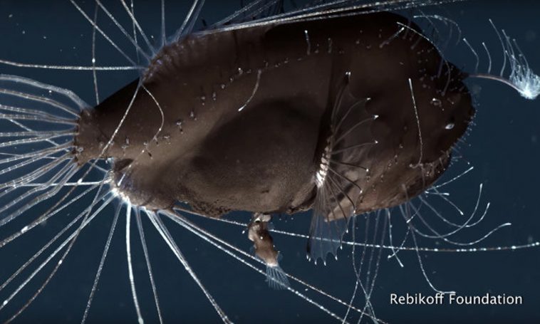 The Curious and Unusual Mating Habits of Anglerfish ...
