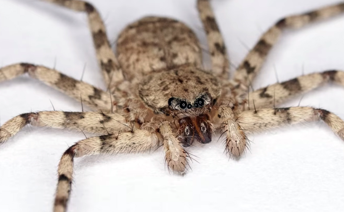 These Spiders Attack with World's Fastest Spin