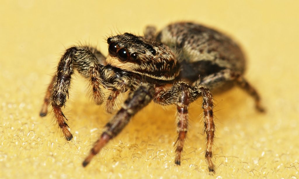An Intellectually Stimulating Childhood Makes Jumping Spiders Smarter
