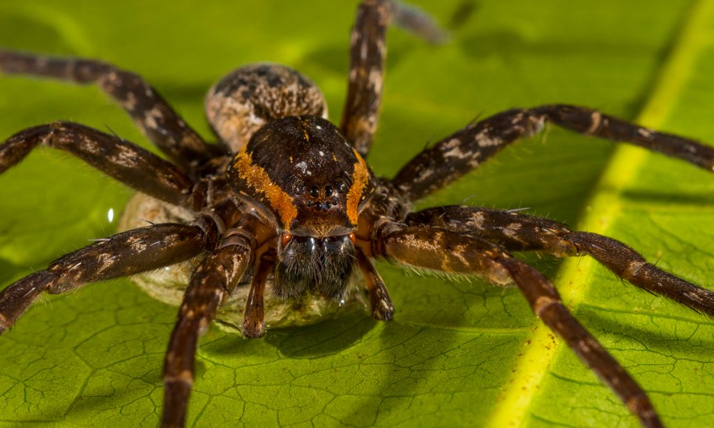 How these spiders use bubbles to live underwater