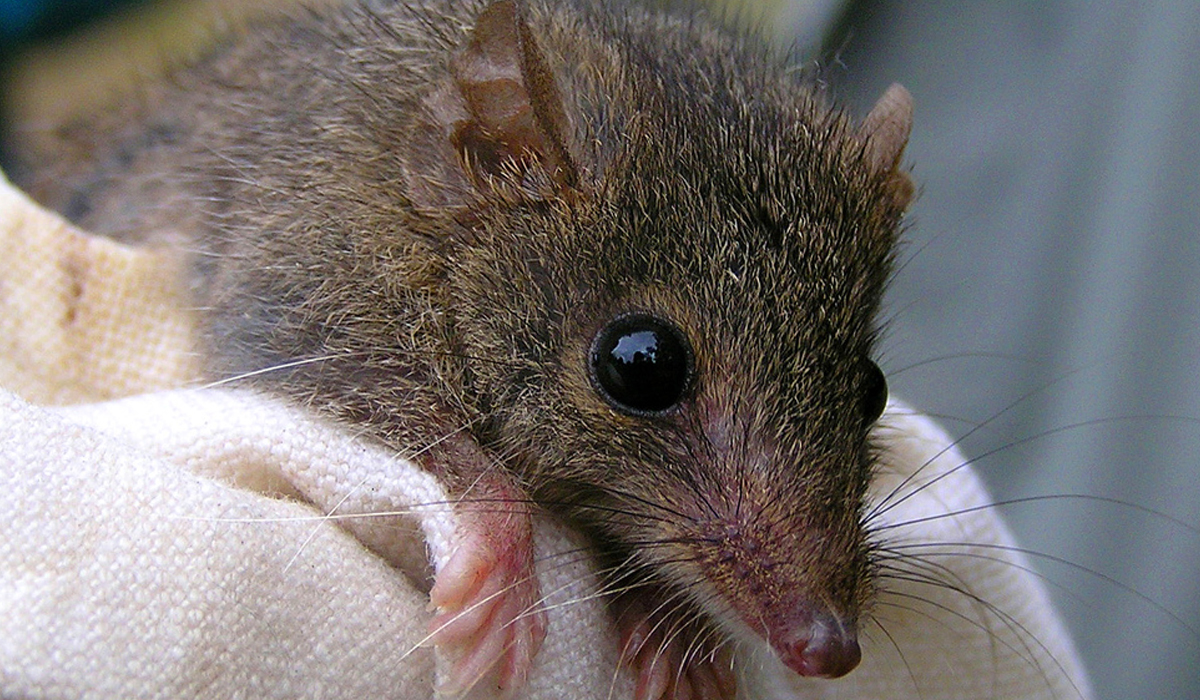 These Tiny Marsupials Mate Until They Drop Dead