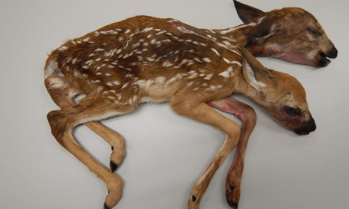 Two-Headed Fawn Discovered in a Forest Is First of Its Kind