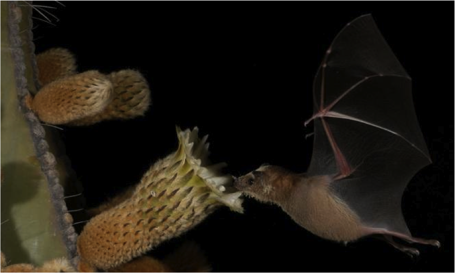 A lesser long-nosed bat feeding from a saguaro flower.