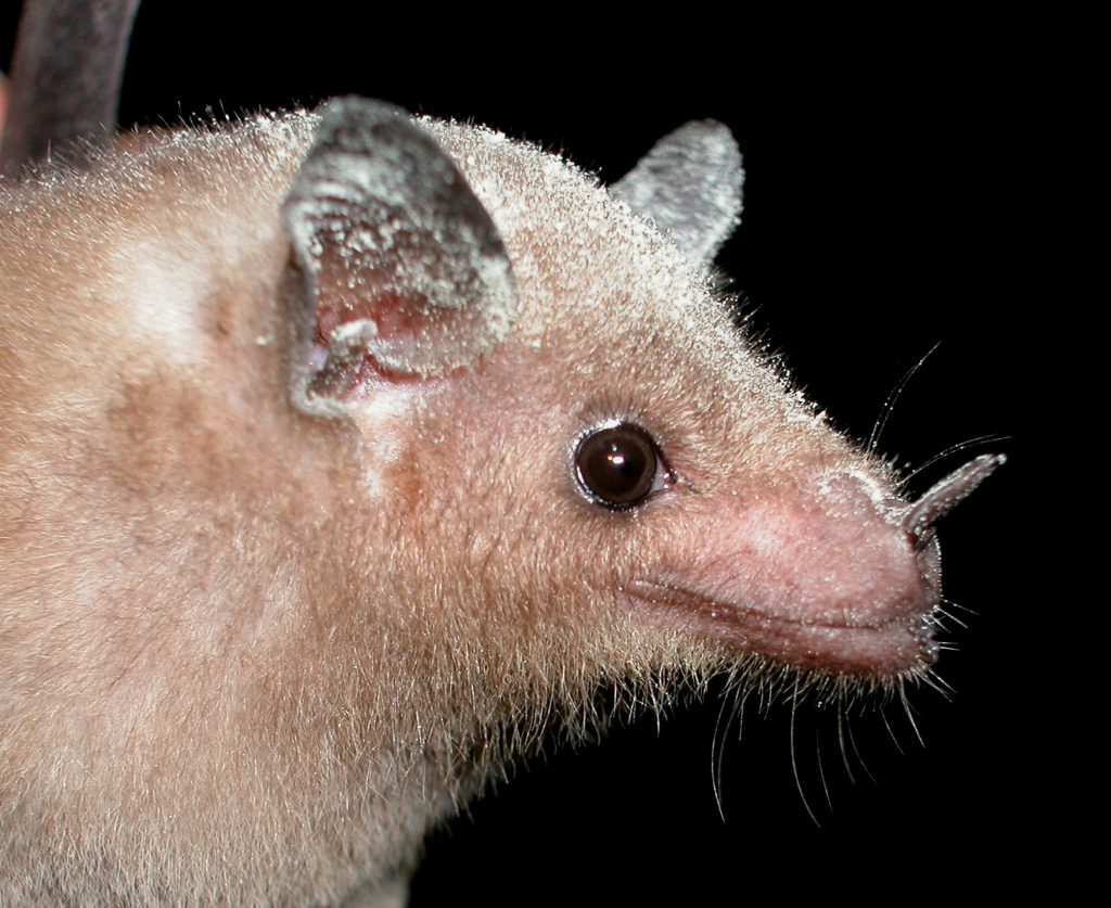 Lesser-long nosed bat
